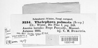 Thelephora palmata image